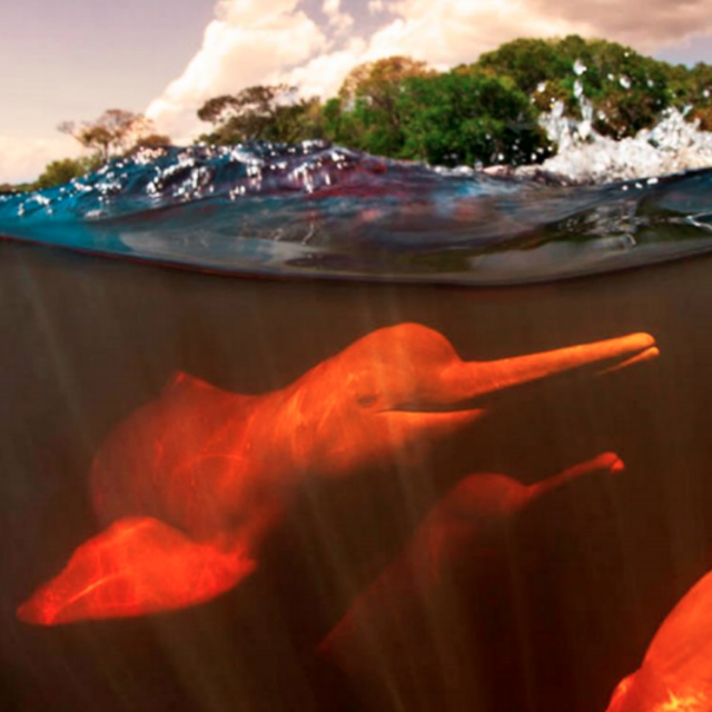 Day Trip to Guaviare to see the Pink River Dolphins