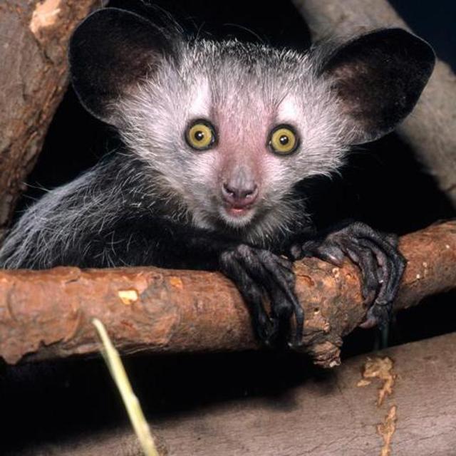 Guided Night Tour in Voimma Reserve