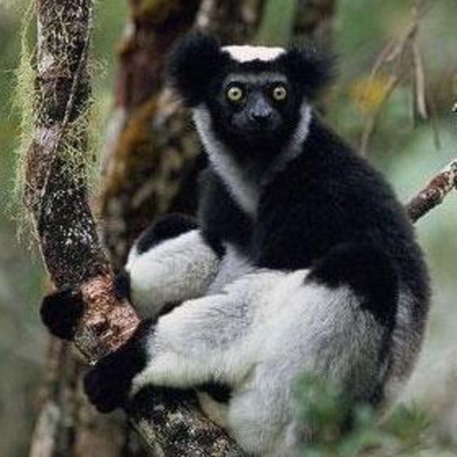 Tour of Analamazaotra Reserve