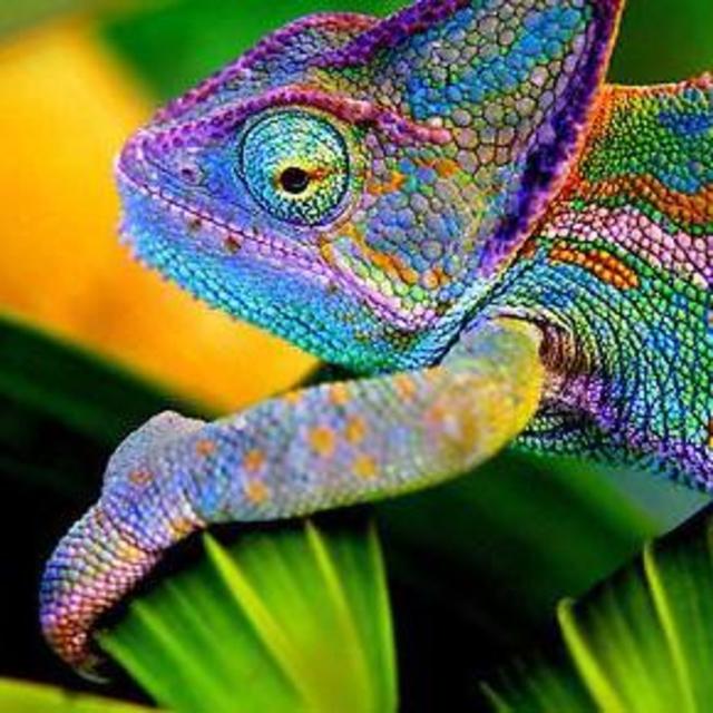 Tour of Zombitse-Vohibasia National Park