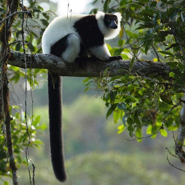 Tour of Ranomafana National Park