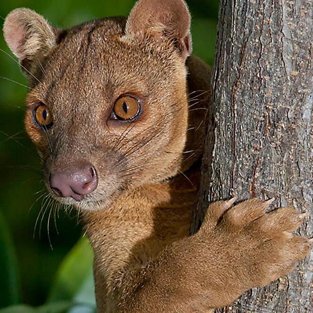 Kirindy Forest Reserve