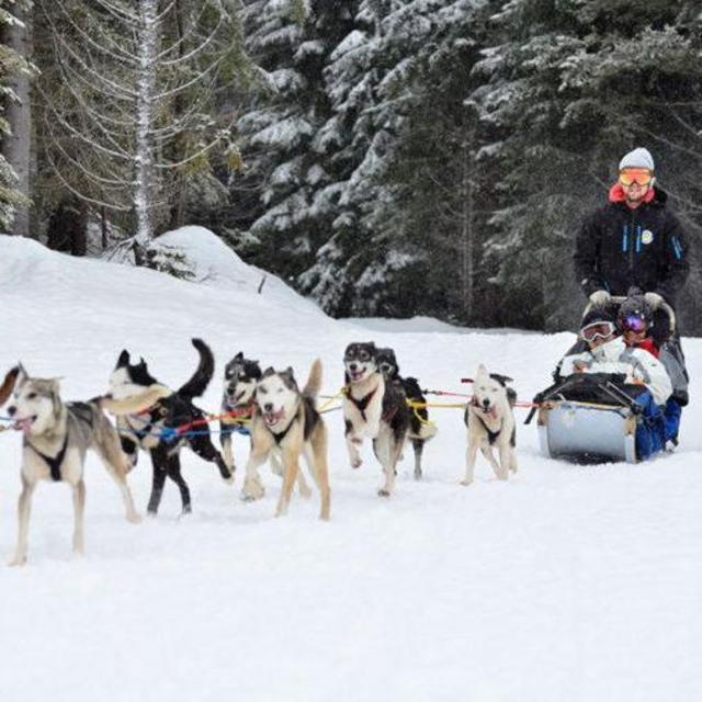 Dog Sledding on Honeymoon