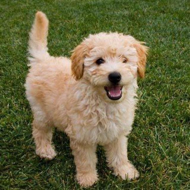 Our First Puppy Fund!