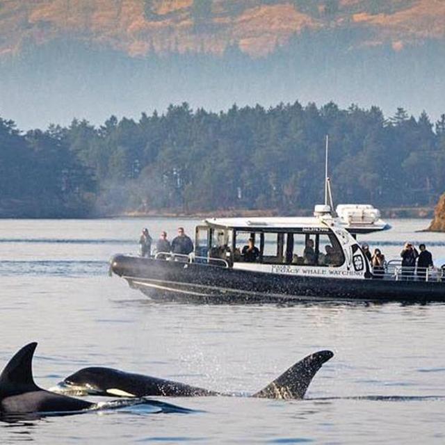 Minimoon: Whale Watching Trip (Friday Harbor, WA)