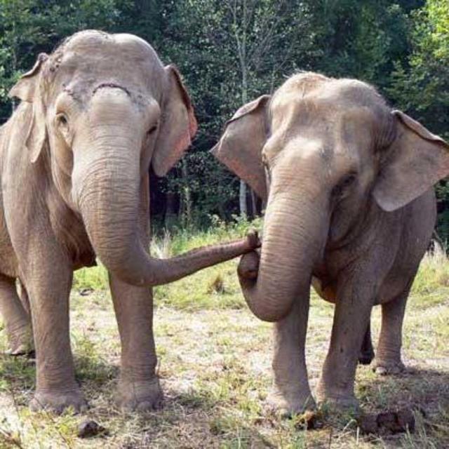Day trip to elephant reserve w/ meals and elephant ride (each)