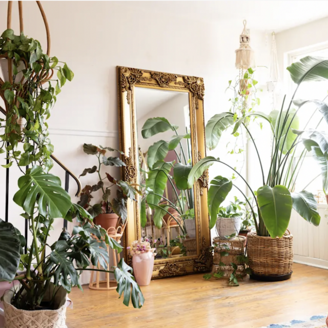 House Plants!