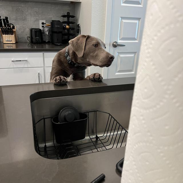Dog Training