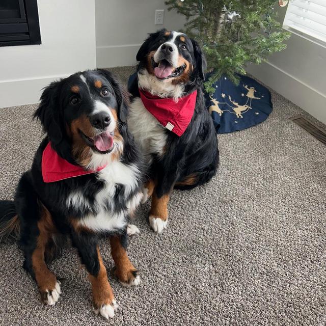 Honeymoon Dog Sitter
