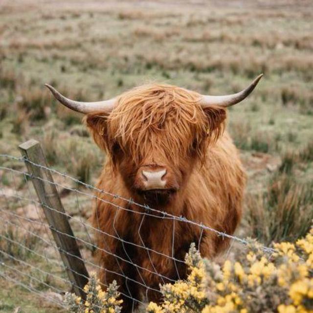 Honeymoon in Scotland Fund