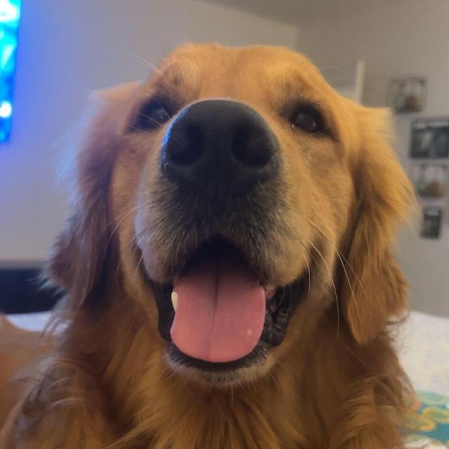 Dog Sitter Fund