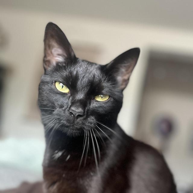 Help Pay for Cobweb's Expensive Eating Habits