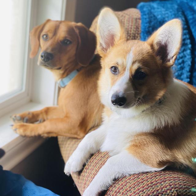Dog Sitting for Shiner & Daisy!