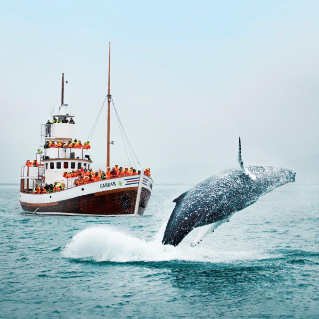Whale watching