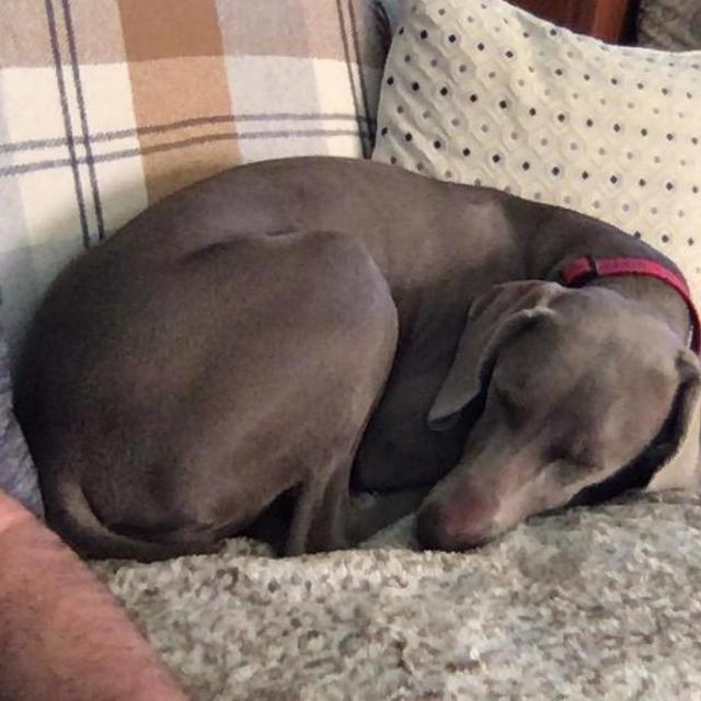 Pet Hotel For Duchess During Wedding and Honeymoon