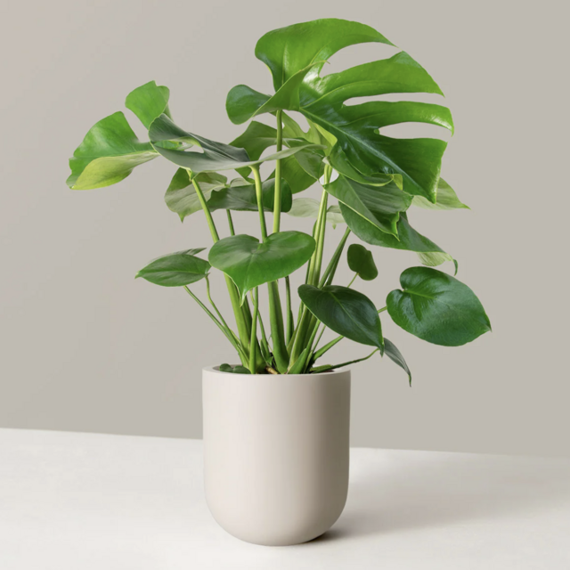 Large Monstera Deliciosa