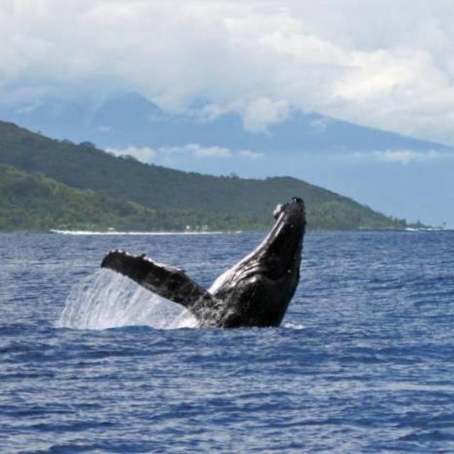 Whale Watching in the Azores