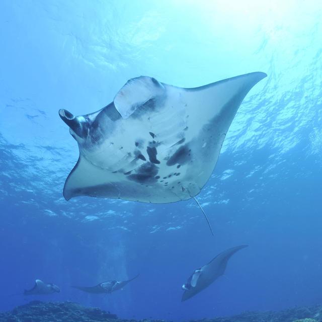 Snorkeling with Manta Rays in the Azores