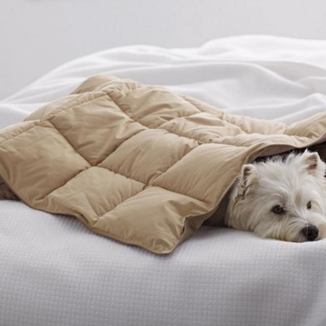 LaCrosse® Reversible Dog Comforter