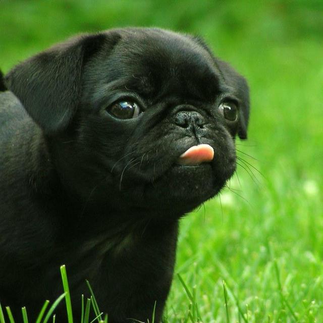 PUG FUND