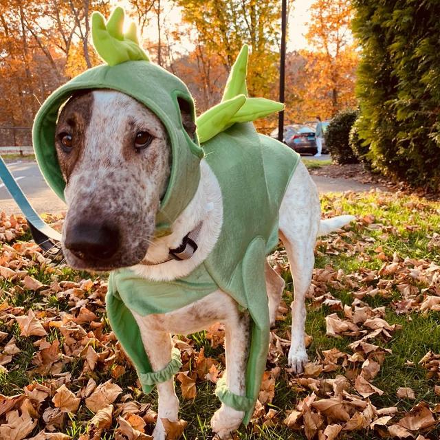 Teddy Halloween Costume Fund