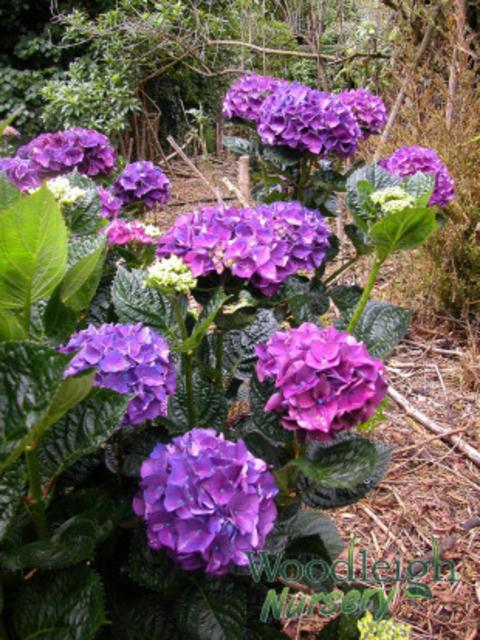 Hydrangea macrophylla Bloody Marvellous
