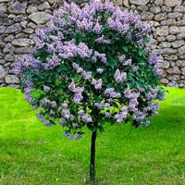Dwarf Lilac Tree