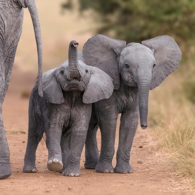 Nairobi Elephant Orphanage Day Trip