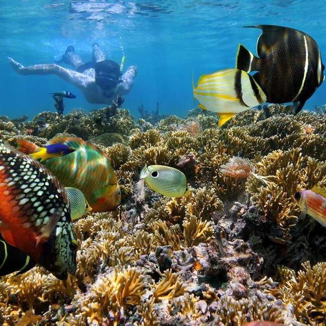 Guided Snorkeling Reef Discovery