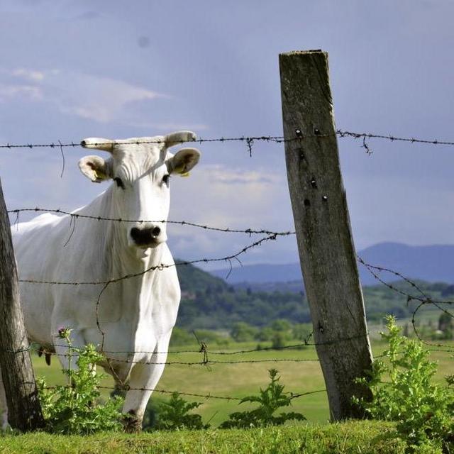 A Night in an Agriturismo (a farm in Tuscany)
