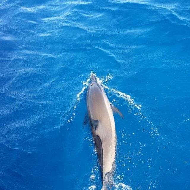 Dolphin Adventure in the Maldives