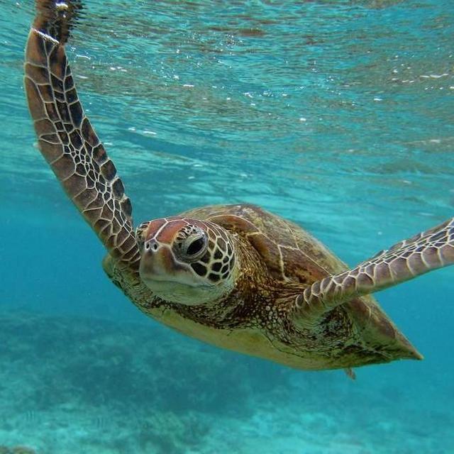 Turtle Quest Snorkeling (Maldives)
