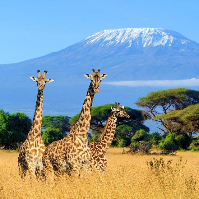 Africa Honeymoon Fund