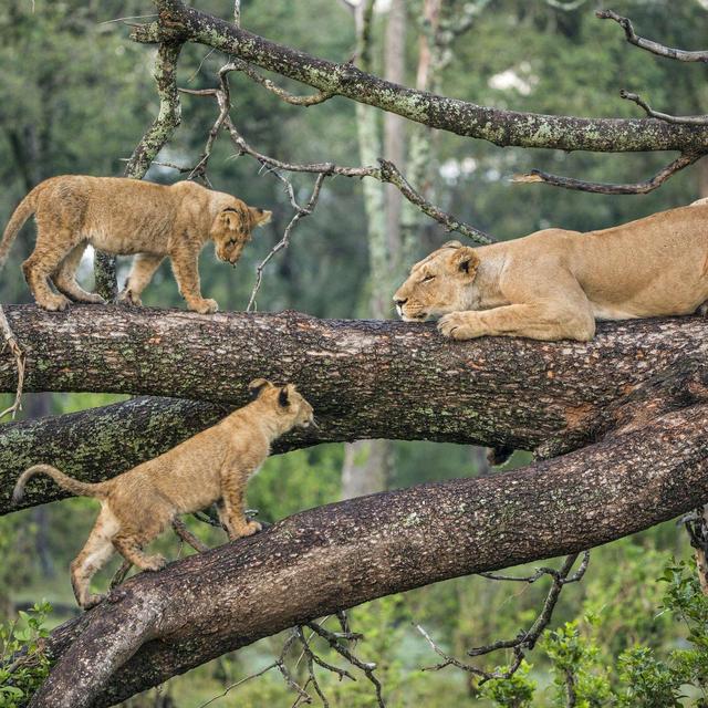 Lake Manyara - Game Drive