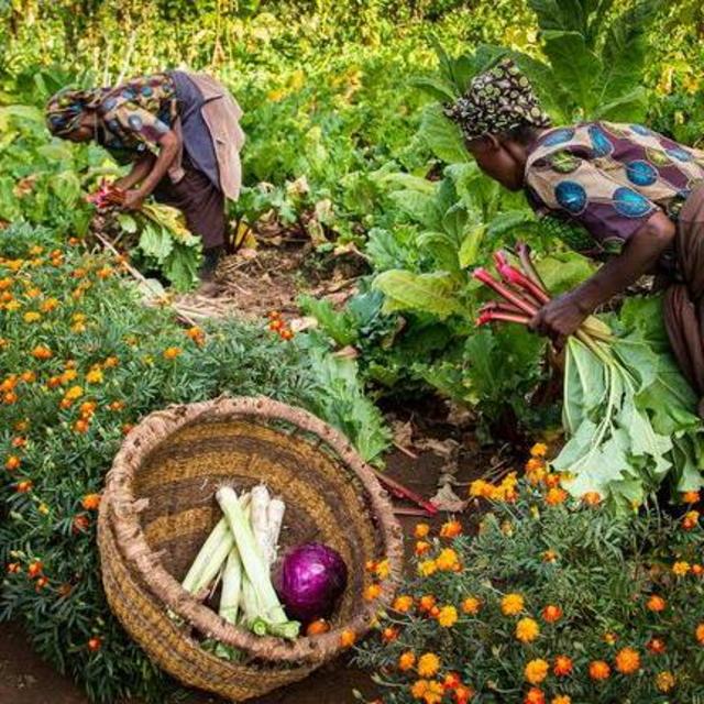 Vegetable Harvesting