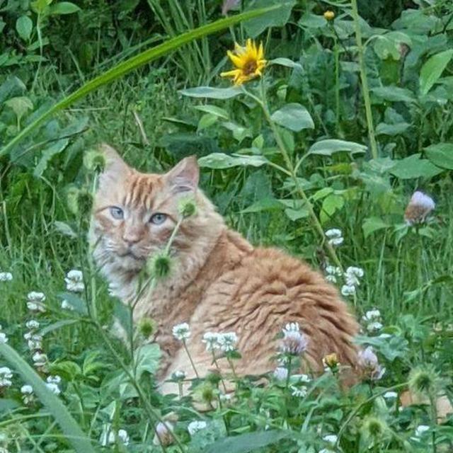 Help Board our Cat Hugo During our Honeymoon!