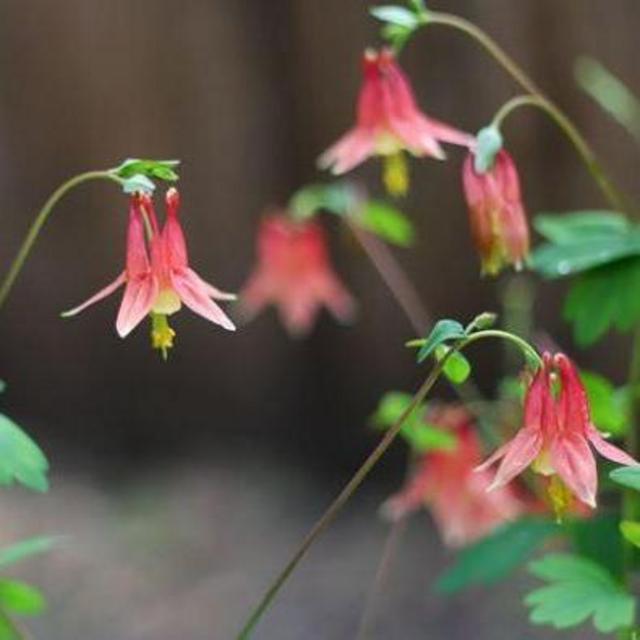 Support Local! White River Nursery: Eastern Red Columbine