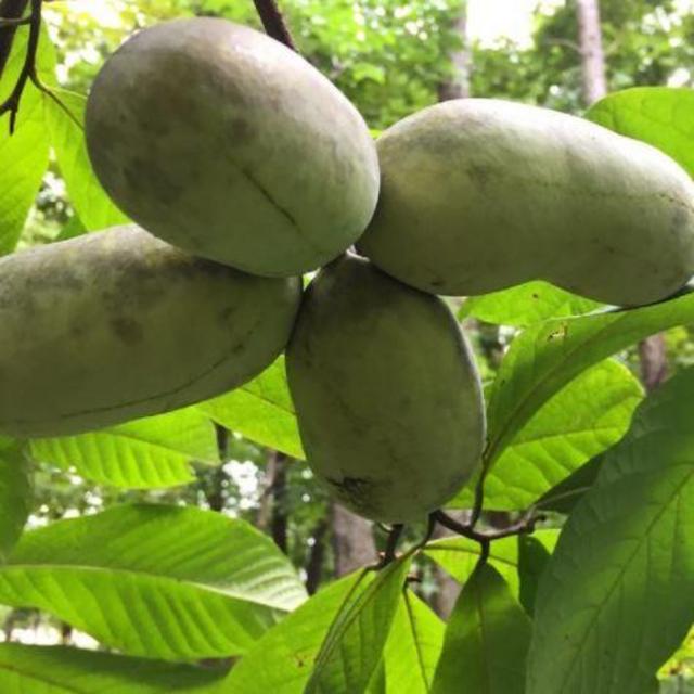 Support Local! White River Nursery: Paw Paw Trees