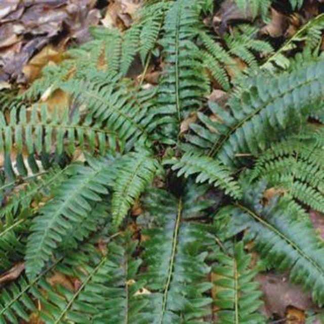Support Local! White River Nursery: Christmas Ferns