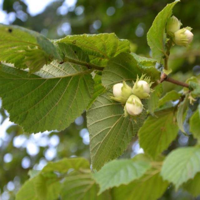 Support Local! White River Nursery: Hazelnut Bushes