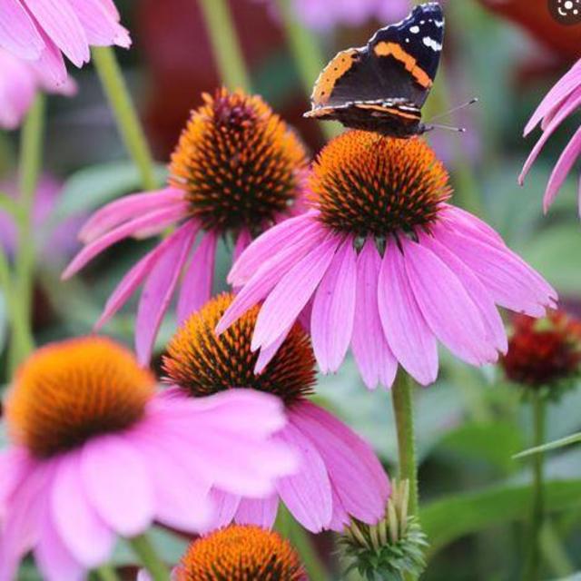 Support Local! White River Nursery: Purple Coneflower