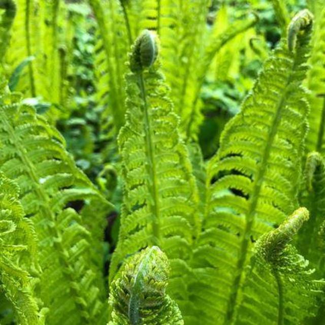 Support Local! White River Nursery: Narrow Leaf Glade Ferns