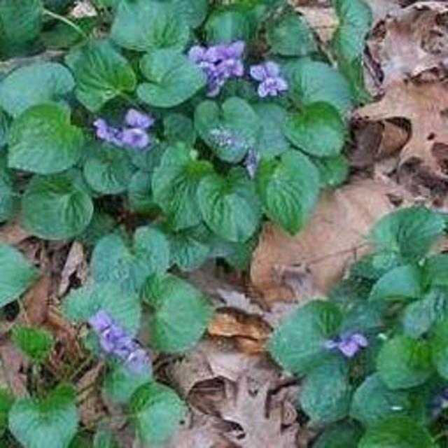 Support Local! White River Nursery: Missouri Violets