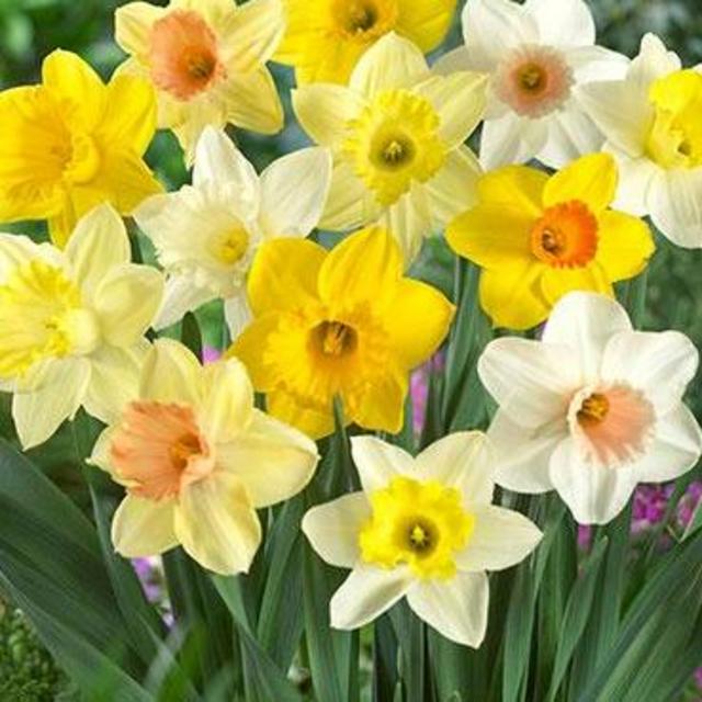 Support Local! White River Nursery Daffodil Bulbs