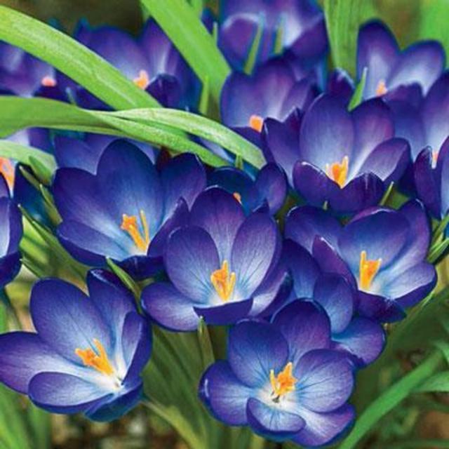 Support Local! White River Nursery Crocus Bulbs