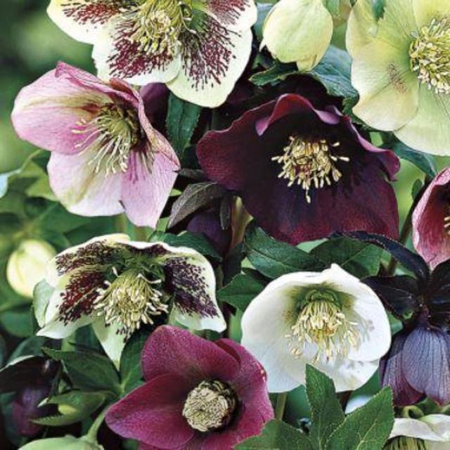 Support Local! White River Nursery Lenten Roses