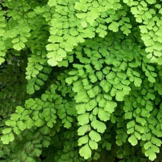Support Local! White River Nursery Maidenhair Fern