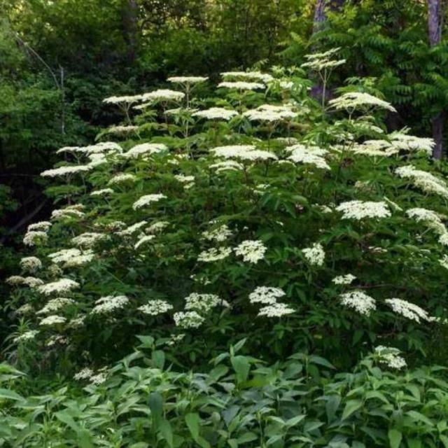Support Local! White River Nursery Elderberry Bushes