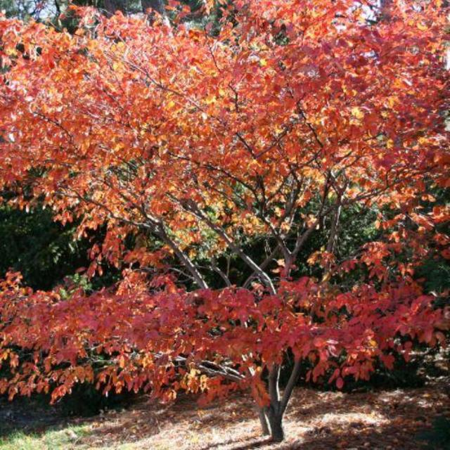 Support Local! White River Nursery Serviceberry Tree