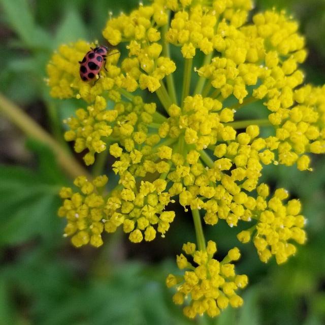 Support Local! White River Nursery Golden Alexanders